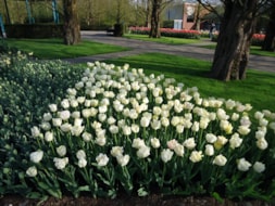 Keukenhof (10)